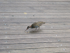 s_A_PICT0232_thumb.png